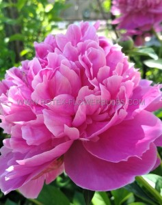 PAEONIA (PEONY) LACTIFLORA DOUBLE ‘BOUQUET PERFECT‘ 2/3 EYE (5 P.BAG)