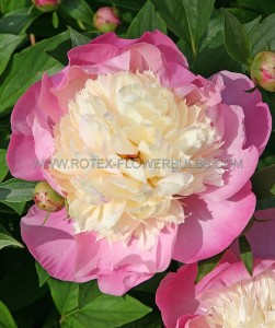 PAEONIA (PEONY) LACTIFLORA DOUBLE ‘BOWL OF BEAUTY‘ 2/3 EYE (5 P.BAG)