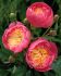 PAEONIA PEONY LACTIFLORA DOUBLE BOWL OF BEAUTY 23 EYE 5 P.BAG