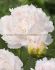 PAEONIA PEONY LACTIFLORA DOUBLE BROTHER CHUCK 23 EYE 5 P.BAG