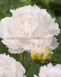 PAEONIA (PEONY) LACTIFLORA DOUBLE ‘BROTHER CHUCK‘ 2/3 EYE (5 P.BAG)