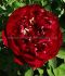 PAEONIA PEONY LACTIFLORA DOUBLE BUCKEYE BELL 23 EYE 5 P.BAG