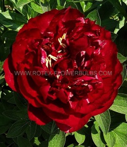 PAEONIA (PEONY) LACTIFLORA DOUBLE ‘BUCKEYE BELL‘ 2/3 EYE (5 P.BAG)