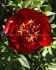 PAEONIA PEONY LACTIFLORA DOUBLE BUCKEYE BELL 23 EYE 5 P.BAG