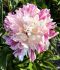 PAEONIA PEONY LACTIFLORA DOUBLE CANDY STRIPE 23 EYE 5 P.BAG