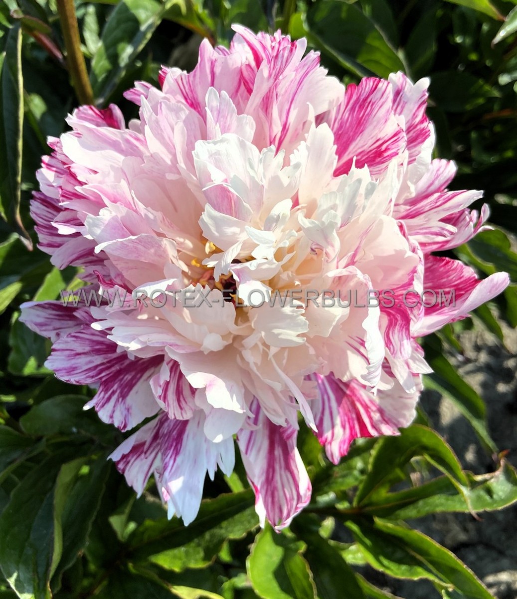 PAEONIA (PEONY) LACTIFLORA DOUBLE ‘CANDY STRIPE‘ 2/3 EYE (5 P.BAG)