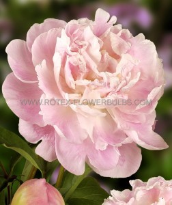 PAEONIA (PEONY) LACTIFLORA DOUBLE ‘CATHARINA FONTIJN‘ 2/3 EYE (5 P.BAG)