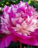 PAEONIA PEONY LACTIFLORA DOUBLE CELEBRITY 23 EYE 5 P.BAG