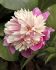 PAEONIA PEONY LACTIFLORA DOUBLE CELEBRITY 23 EYE 5 P.BAG