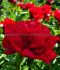 PAEONIA PEONY LACTIFLORA DOUBLE CHRISTMAS VELVET 23 EYE 5 P.BAG