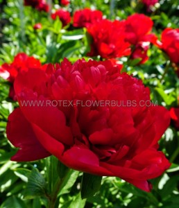 PAEONIA (PEONY) LACTIFLORA DOUBLE ‘CHRISTMAS VELVET‘ 2/3 EYE (5 P.BAG)