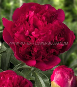 PAEONIA (PEONY) LACTIFLORA DOUBLE ‘COMMAND PERFORMANCE‘ 2/3 EYE (5 P.BAG)