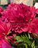 PAEONIA PEONY LACTIFLORA DOUBLE COMMAND PERFORMANCE 23 EYE 5 P.BAG