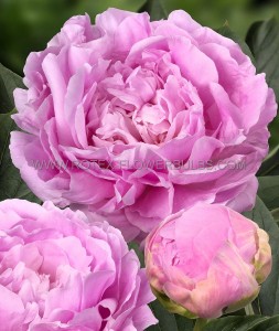 PAEONIA (PEONY) LACTIFLORA DOUBLE ‘DINNER PLATE‘ 2/3 EYE (5 P.BAG)