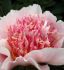 PAEONIA PEONY LACTIFLORA DOUBLE DO TELL 23 EYE 5 P.BAG