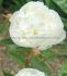 PAEONIA PEONY LACTIFLORA DOUBLE DUCHESSE DE NEMOURS 35 EYE 5 P.BAG