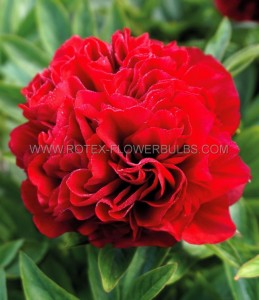 PAEONIA (PEONY) LACTIFLORA DOUBLE ‘ELIZA LUNDY‘ 2/3 EYE (5 P.BAG)