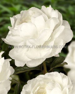 PAEONIA (PEONY) LACTIFLORA DOUBLE ‘ELSA SASS‘ 2/3 EYE (5 P.BAG)