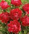 PAEONIA PEONY LACTIFLORA DOUBLE FELIX CROUSSE 35 EYE 5 P.BAG