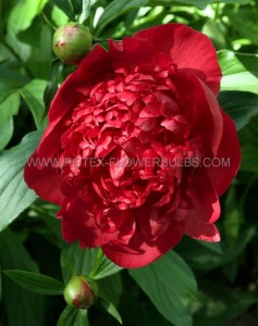 PAEONIA (PEONY) LACTIFLORA DOUBLE ‘FELIX CROUSSE‘ 3/5 EYE (5 P.BAG)