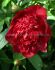 PAEONIA PEONY LACTIFLORA DOUBLE FELIX CROUSSE 35 EYE 5 P.BAG