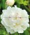 PAEONIA PEONY LACTIFLORA DOUBLE FESTIVA MAXIMA 23 EYE 5 P.BAG