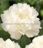 PAEONIA PEONY LACTIFLORA DOUBLE FRINGED IVORY 23 EYE 5 P.BAG