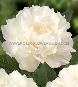 PAEONIA (PEONY) LACTIFLORA DOUBLE ‘FRINGED IVORY‘ 2/3 EYE (5 P.BAG)