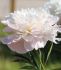 PAEONIA PEONY LACTIFLORA DOUBLE GARDENIA 23 EYE 5 P.BAG