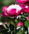 PAEONIA PEONY LACTIFLORA DOUBLE GAY PAREE 23 EYE 5 P.BAG