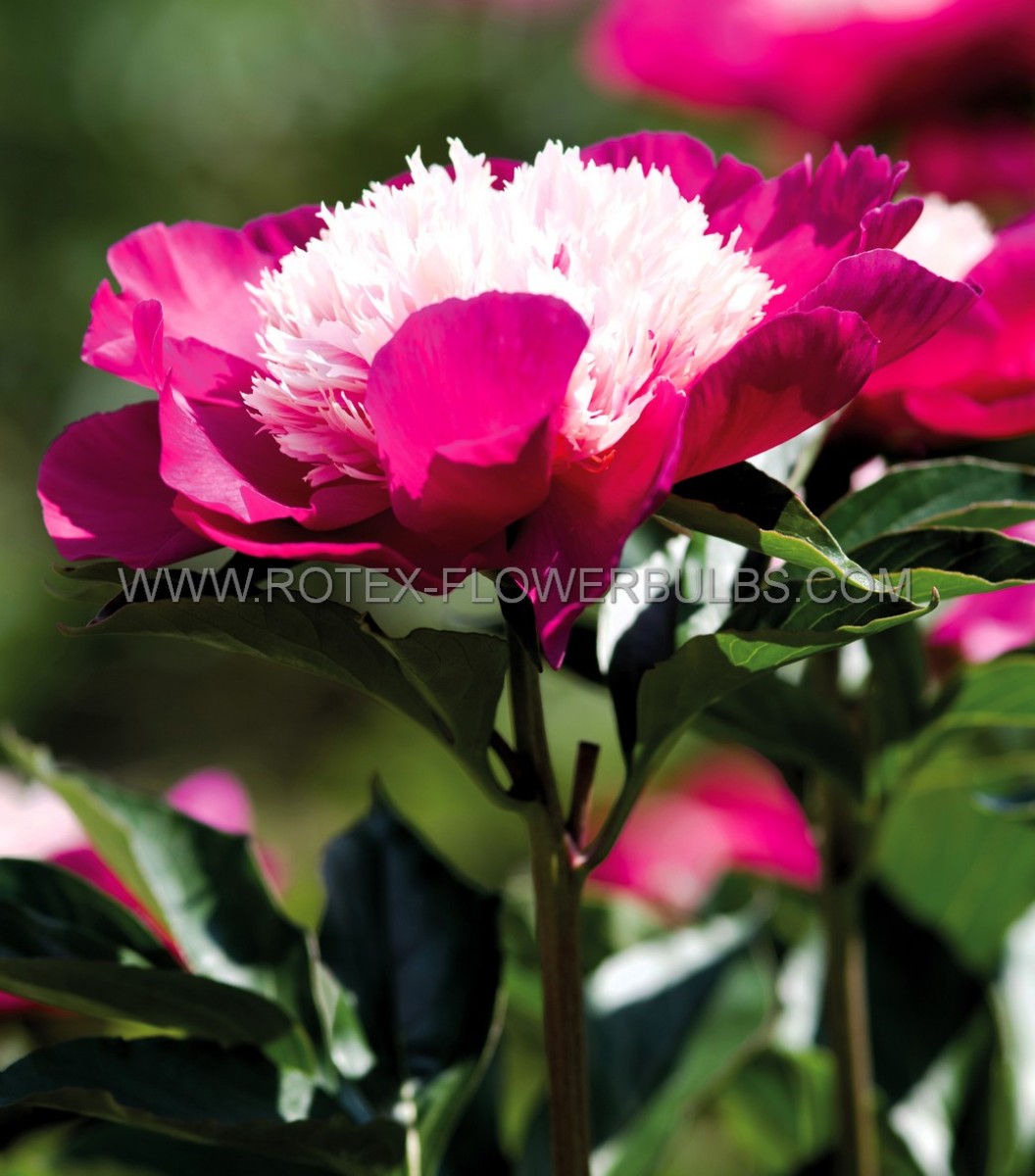 PAEONIA (PEONY) LACTIFLORA DOUBLE ‘GAY PAREE‘ 2/3 EYE (5 P.BAG)