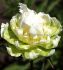 PAEONIA PEONY LACTIFLORA DOUBLE GREEN HALO 23 EYE 5 P.BAG