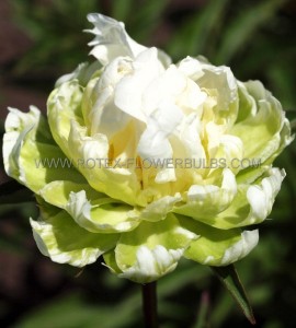 PAEONIA (PEONY) LACTIFLORA DOUBLE ‘GREEN HALO‘ 2/3 EYE (5 P.BAG)