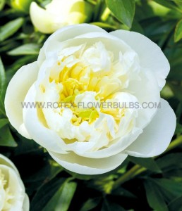 PAEONIA (PEONY) LACTIFLORA DOUBLE ‘IMMACULEE‘ 2/3 EYE (5 P.BAG)