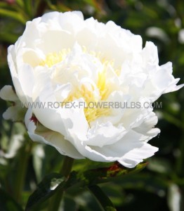 PAEONIA (PEONY) LACTIFLORA DOUBLE ‘IVORY VICTORY‘ 2/3 EYE (5 P.BAG)