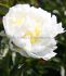 PAEONIA PEONY LACTIFLORA DOUBLE IVORY VICTORY 23 EYE 5 P.BAG