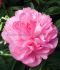 PAEONIA PEONY LACTIFLORA DOUBLE JOKER 23 EYE 5 P.BAG