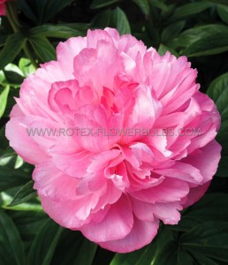 PAEONIA (PEONY) LACTIFLORA DOUBLE ‘JOKER‘ 2/3 EYE (5 P.BAG)