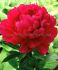 PAEONIA PEONY LACTIFLORA DOUBLE KANSAS 35 EYE 5 P.BAG