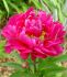 PAEONIA PEONY LACTIFLORA DOUBLE KARL ROSENFIELD 23 EYE 5 P.BAG