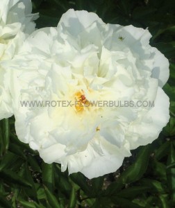 PAEONIA (PEONY) LACTIFLORA DOUBLE ‘KELWAY‘S GLORIOUS‘ 3/5 EYE (5 P.BAG)