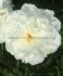 PAEONIA PEONY LACTIFLORA DOUBLE KELWAYS GLORIOUS 35 EYE 5 P.BAG