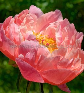 PAEONIA (PEONY) LACTIFLORA ‘DOUBLE ‘KING‘S DAY‘ 2/3 EYE (5 P.BAG)