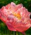 PAEONIA PEONY LACTIFLORA DOUBLE KINGS DAY 23 EYE 5 P.BAG