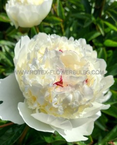 PAEONIA (PEONY) LACTIFLORA DOUBLE ‘LANCASTER IMPERIAL‘ 2/3 EYE (5 P.BAG)