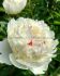 PAEONIA PEONY LACTIFLORA DOUBLE LANCASTER IMPERIAL 23 EYE 5 P.BAG