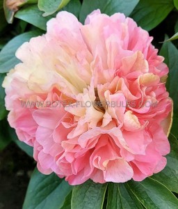 PAEONIA (PEONY) LACTIFLORA DOUBLE ‘LOIS‘ CHOICE‘ 2/3 EYE (5 P.BAG)