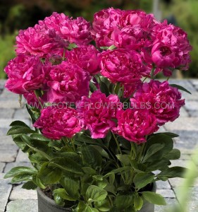 PAEONIA (PEONY) LACTIFLORA DOUBLE ‘LONDON‘ 2/3 EYE (5 P.BAG)