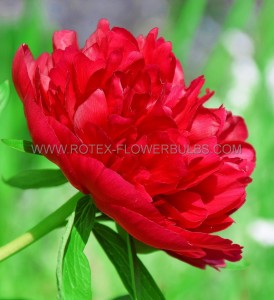 PAEONIA (PEONY) LACTIFLORA DOUBLE ‘MANY HAPPY RETURNS‘ 2/3 EYE (5 P.BAG)