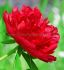 PAEONIA PEONY LACTIFLORA DOUBLE MANY HAPPY RETURNS 23 EYE 5 P.BAG